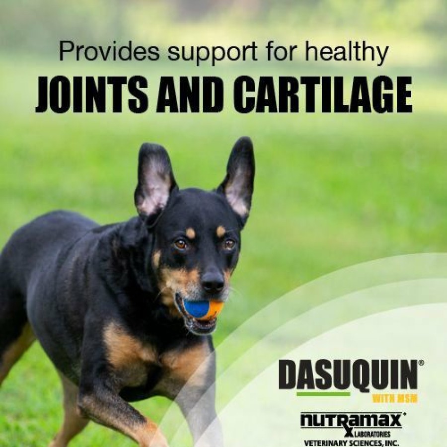 Wholesale * Good Quality Nutramax Dasuquin With Msm Soft Chews Joint Supplement For Large Dogs