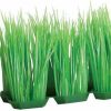 Best * Wholesale Underwater Treasures Foregrounder Green Hairgrass Fish Ornament