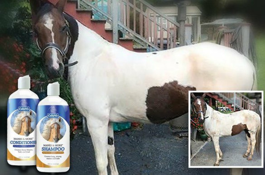 Online * Discount Davis Manes & More Horse Shampoo, 32-Oz Bottle